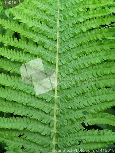 Image of Fern leaf