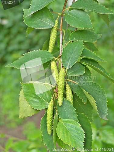 Image of Birch catkins