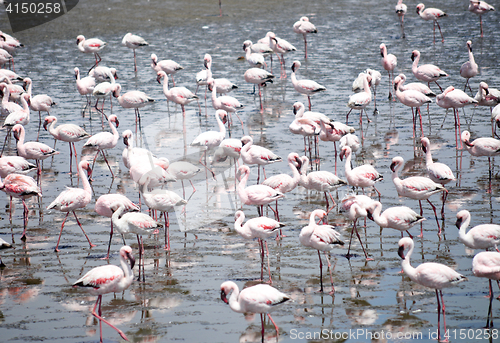 Image of Flamingoes