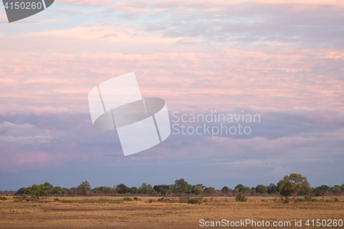 Image of morning in savanna