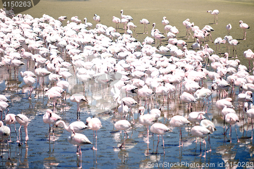 Image of Flamingoes