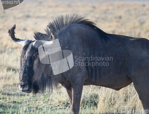 Image of antelope gnu