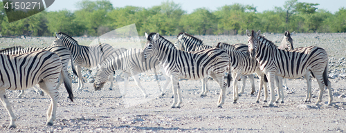 Image of zebras in Africa