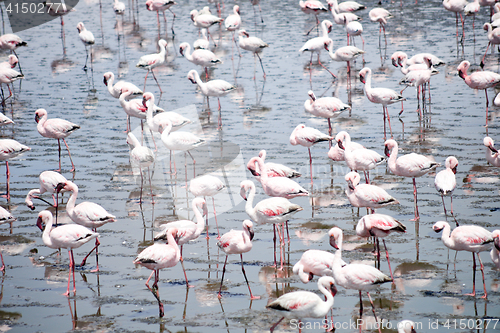 Image of Flamingoes