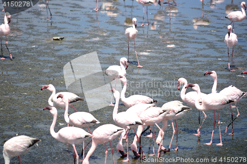 Image of Flamingoes