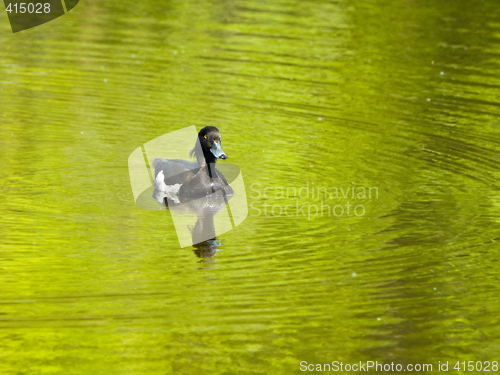 Image of Tufted duck (Aythya fuligula)