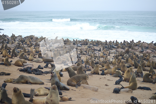 Image of Seals at Cape Cross