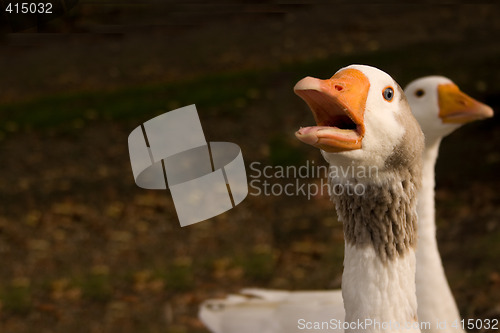 Image of Vocal Goose