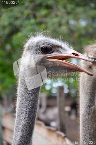 Image of Ostrich on the farm