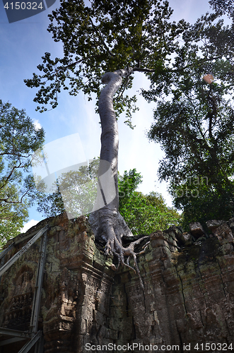 Image of Ta Prohm Temple, Angkor, Cambodia