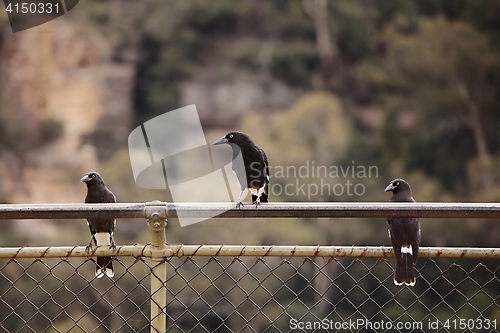 Image of Bird on a fence