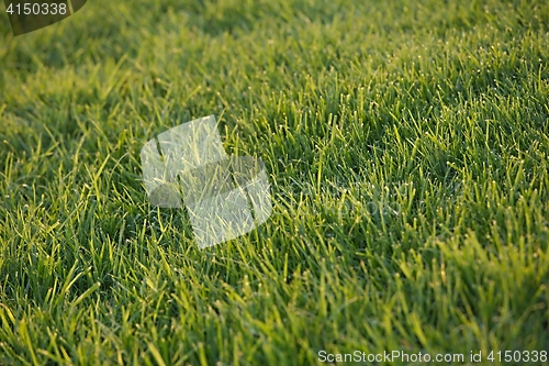 Image of Green Grass Field