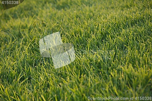 Image of Green Grass Field