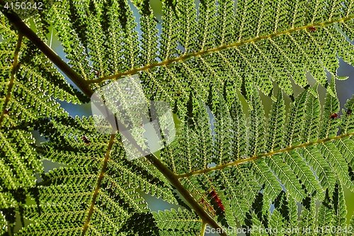 Image of Fern leaves background
