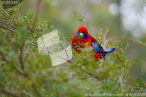 Image of Parrot in the branches