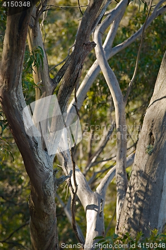 Image of Trees in the woods