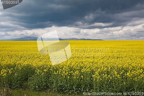 Image of Rapeseed field landscape