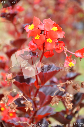 Image of Flowers begonia. Begonia is a flower of extraordinary beauty