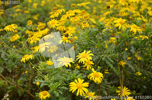Image of Coreopsis verticillata flower
