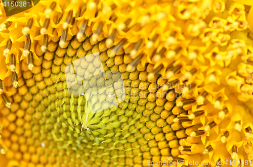 Image of Close up of Sunflower