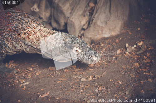 Image of Varan lizard looking for prey