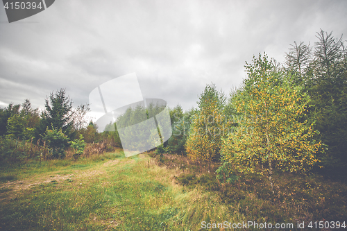 Image of Countryside landscape with yellow birch trees