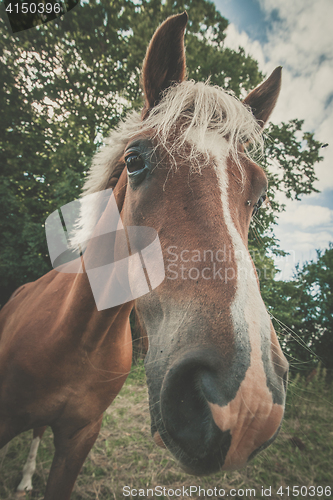 Image of Horse with trendy haircut