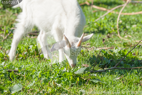 Image of Goat kid eating grass on a green meadow