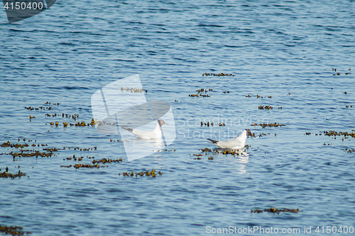 Image of Black-headed gulls in blue water