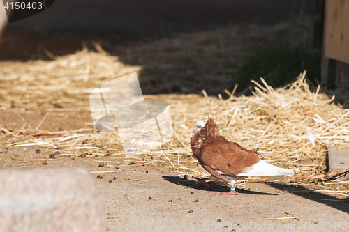 Image of Capuchine pigeon with wihte head and brown feathers