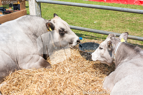 Image of Catttle lying in hay