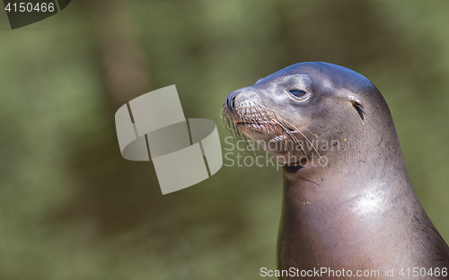 Image of Sea lion closeup