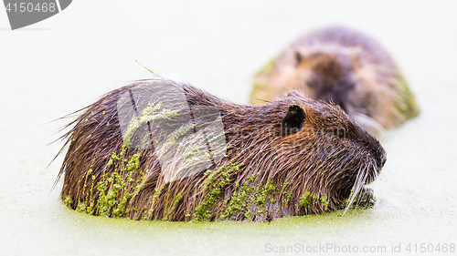 Image of Myocastor coypus, single mammal