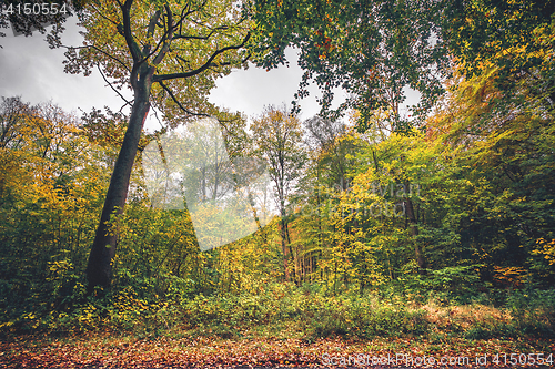 Image of Forest scenery in the fall