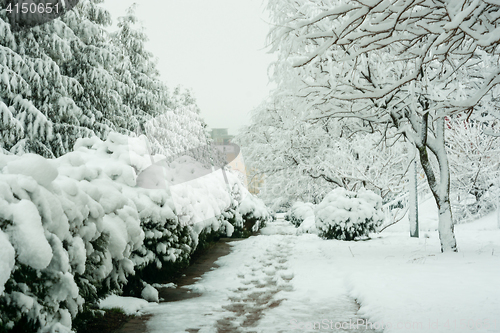 Image of Walk the snowy winter day in the resort village Vityazevo, Krasnodar region