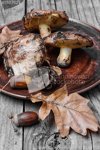 Image of plate of forest mushrooms