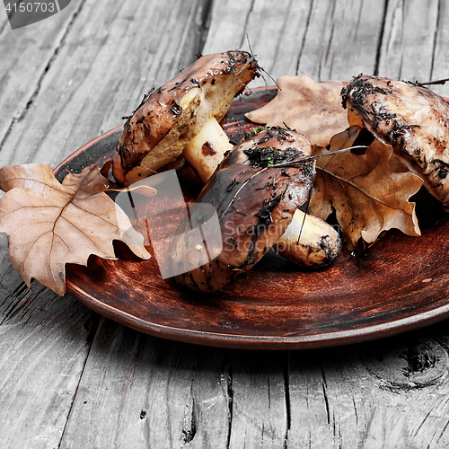 Image of plate of forest mushrooms