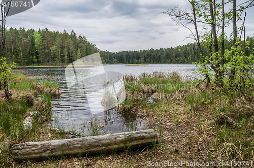 Image of Spring landscape in the forest lake