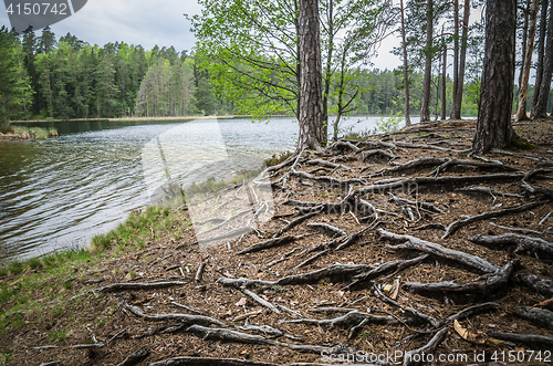 Image of Spring landscape in the forest lake