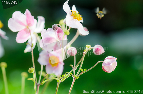 Image of Pale pink flower Japanese anemone, close-up