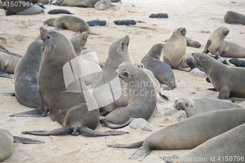 Image of Seals at Cape Cross