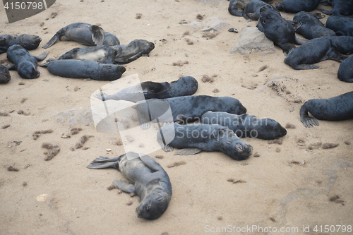 Image of Seals at Cape Cross