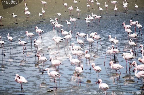 Image of Flamingoes