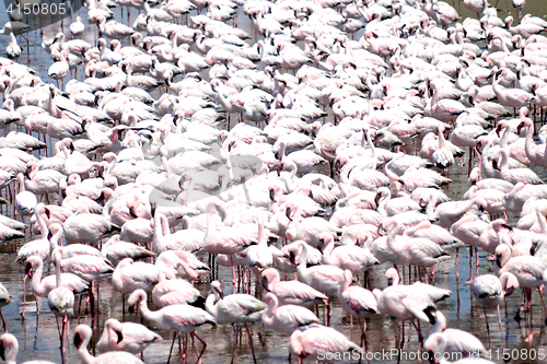 Image of Flamingoes