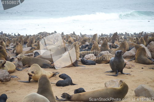 Image of Seals at Cape Cross