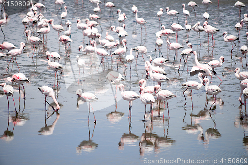 Image of Flamingoes