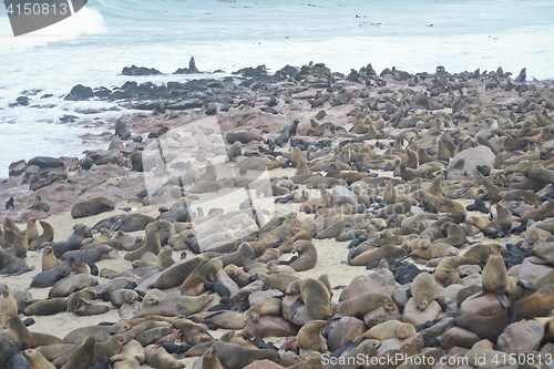 Image of Seals at Cape Cross