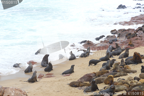 Image of Seals at Cape Cross