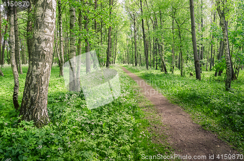 Image of Path leading through the summer park