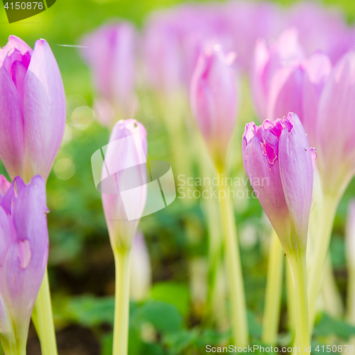 Image of Pink blossoming crocuses in the garden, close up